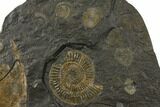 Fossil Ammonite (Dactylioceras) Cluster - Hanging Presentation #129421-1
